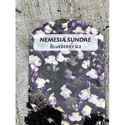 25 - FIFTEEN POTS OF NEMESIA SUNDAE BLUEBERRY ICE TO BE SOLD FOR THE FIFTEEN + VAT