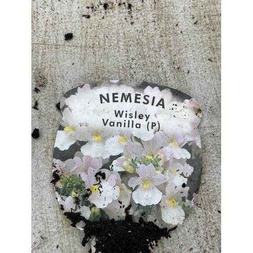 27 - FIFTEEN POTS OF NEMESIA WISLEY VANILLA TO BE SOLD FOR THE FIFTEEN + VAT