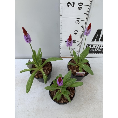 29 - THREE LARGE PRIMULA VIALII IN 3 LTR POTS APPROX 60CM IN HEIGHT PLUS VAT TO BE SOLD FOR THE THREE