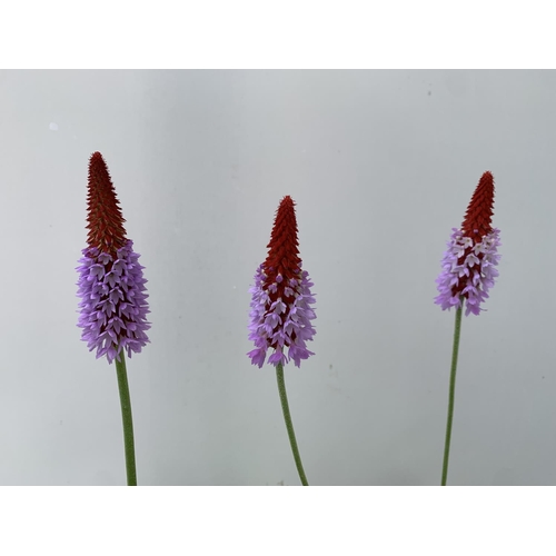 29 - THREE LARGE PRIMULA VIALII IN 3 LTR POTS APPROX 60CM IN HEIGHT PLUS VAT TO BE SOLD FOR THE THREE