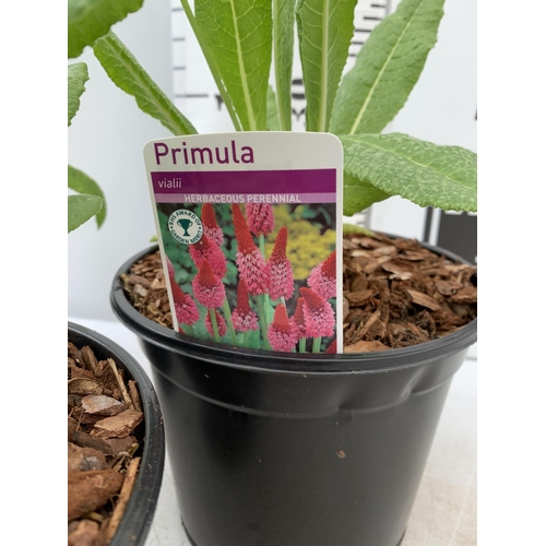 29 - THREE LARGE PRIMULA VIALII IN 3 LTR POTS APPROX 60CM IN HEIGHT PLUS VAT TO BE SOLD FOR THE THREE