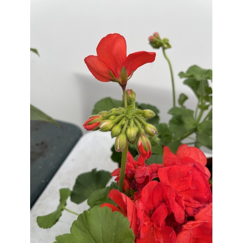 3 - SIX GRANDEUR CLASSIC RED GERANIUMS IN ONE LITRE POTS TO BE SOLD FOR THE SIX + VAT