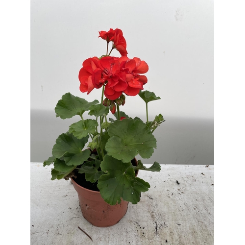 3 - SIX GRANDEUR CLASSIC RED GERANIUMS IN ONE LITRE POTS TO BE SOLD FOR THE SIX + VAT