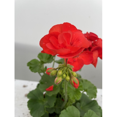 3 - SIX GRANDEUR CLASSIC RED GERANIUMS IN ONE LITRE POTS TO BE SOLD FOR THE SIX + VAT