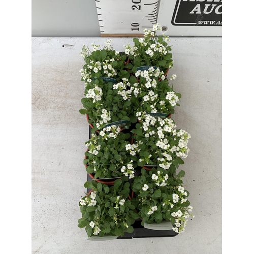 30 - EIGHT ARABIS LOTTI WHITE IN 1 LTR POTS ON A TRAY PLUS VAT TO BE SOLD FOR THE EIGHT