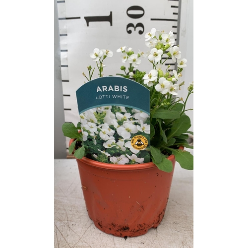 30 - EIGHT ARABIS LOTTI WHITE IN 1 LTR POTS ON A TRAY PLUS VAT TO BE SOLD FOR THE EIGHT