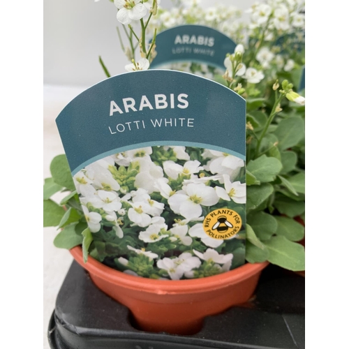 30 - EIGHT ARABIS LOTTI WHITE IN 1 LTR POTS ON A TRAY PLUS VAT TO BE SOLD FOR THE EIGHT