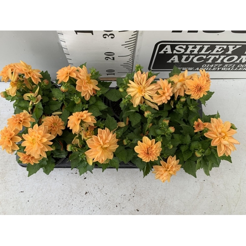 31 - EIGHT DAHLIA 'LINDA' IN 1LTR POTS ON A TRAY APPROX 30CM IN HEIGHT PLUS VAT TO BE SOLD FOR THE EIGHT