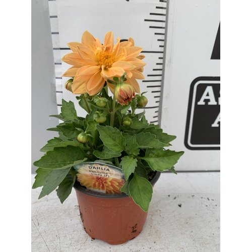 31 - EIGHT DAHLIA 'LINDA' IN 1LTR POTS ON A TRAY APPROX 30CM IN HEIGHT PLUS VAT TO BE SOLD FOR THE EIGHT