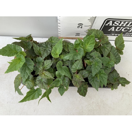 32 - FIFTEEN TRAILING BEGONIA ILLUMINATION ORANGE IN 9CM POTS ON A TRAY PLUS VAT TO BE SOLD FOR THE FIFTE... 