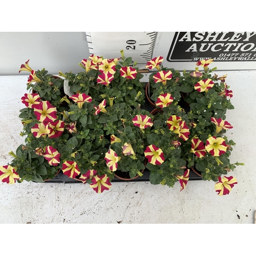 33 - FIFTEEN BASKET PLANTS PETUNIA 'QUEEN OF HEARTS' IN 11 X  8CM POTS ON A TRAY PLUS VAT TO BE SOLD FOR ... 