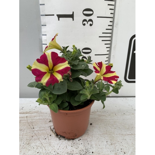 33 - FIFTEEN BASKET PLANTS PETUNIA 'QUEEN OF HEARTS' IN 11 X  8CM POTS ON A TRAY PLUS VAT TO BE SOLD FOR ... 