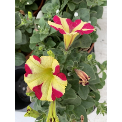 33 - FIFTEEN BASKET PLANTS PETUNIA 'QUEEN OF HEARTS' IN 11 X  8CM POTS ON A TRAY PLUS VAT TO BE SOLD FOR ... 