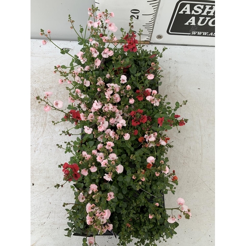 34 - EIGHTEEN DIASCIA FLYING COLOURS 'ORANGE' AND 'APPLE BLOSSOM' IN 8CM POTS PLUS VAT ON A TRAY TO BE SO... 