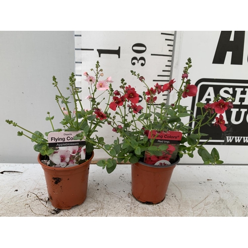 34 - EIGHTEEN DIASCIA FLYING COLOURS 'ORANGE' AND 'APPLE BLOSSOM' IN 8CM POTS PLUS VAT ON A TRAY TO BE SO... 