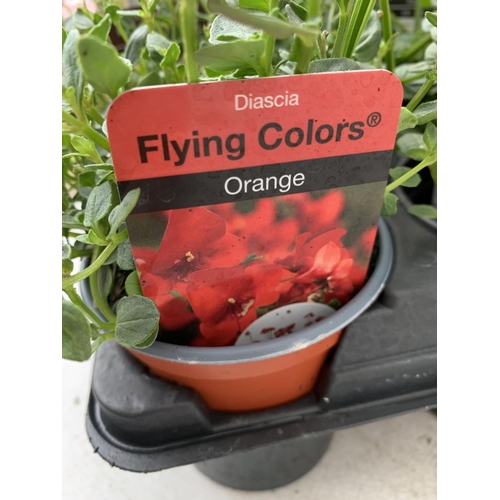 34 - EIGHTEEN DIASCIA FLYING COLOURS 'ORANGE' AND 'APPLE BLOSSOM' IN 8CM POTS PLUS VAT ON A TRAY TO BE SO... 