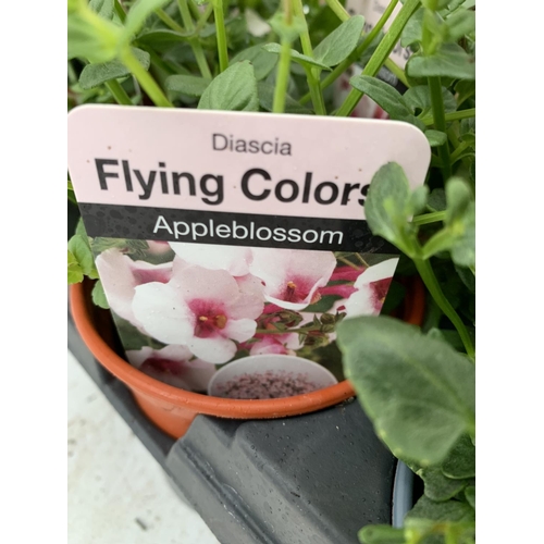 34 - EIGHTEEN DIASCIA FLYING COLOURS 'ORANGE' AND 'APPLE BLOSSOM' IN 8CM POTS PLUS VAT ON A TRAY TO BE SO... 