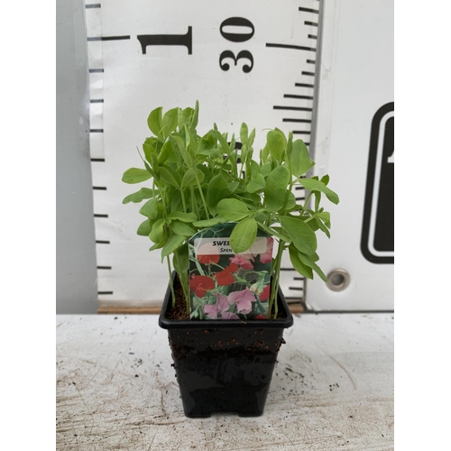 35 - FIFTEEN SWEET PEA 'SPENCER' PLUG PLANTS APPROX 20CM IN HEIGHT PLUS VAT TO BE SOLD FOR THE FIFTEEN