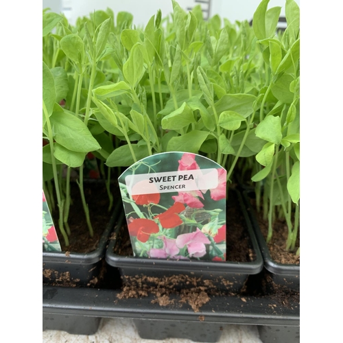 35 - FIFTEEN SWEET PEA 'SPENCER' PLUG PLANTS APPROX 20CM IN HEIGHT PLUS VAT TO BE SOLD FOR THE FIFTEEN