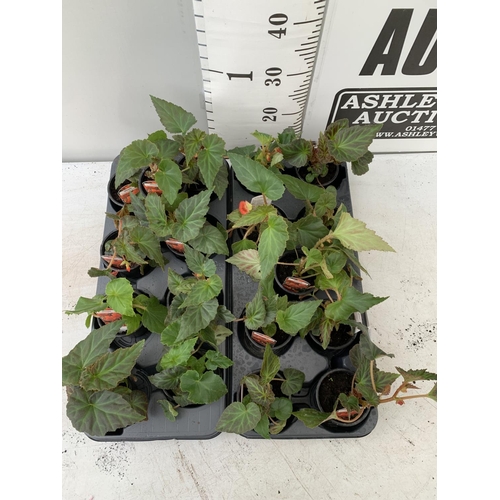 36 - FIFTEEN TRAILING BEGONIA ILLUMINATION ORANGE IN 9CM POTS ON A TRAY PLUS VAT TO BE SOLD FOR THE FIFTE... 