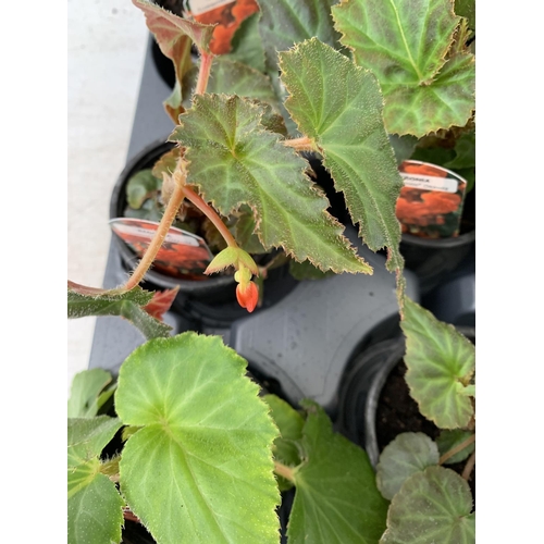 36 - FIFTEEN TRAILING BEGONIA ILLUMINATION ORANGE IN 9CM POTS ON A TRAY PLUS VAT TO BE SOLD FOR THE FIFTE... 