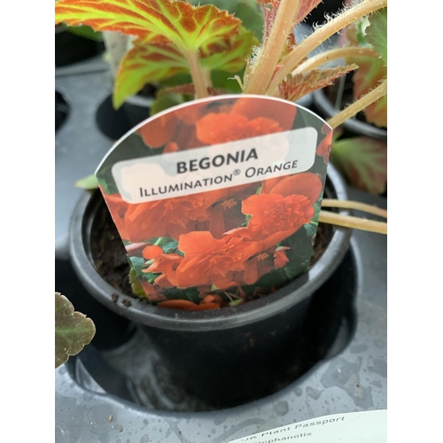 36 - FIFTEEN TRAILING BEGONIA ILLUMINATION ORANGE IN 9CM POTS ON A TRAY PLUS VAT TO BE SOLD FOR THE FIFTE... 