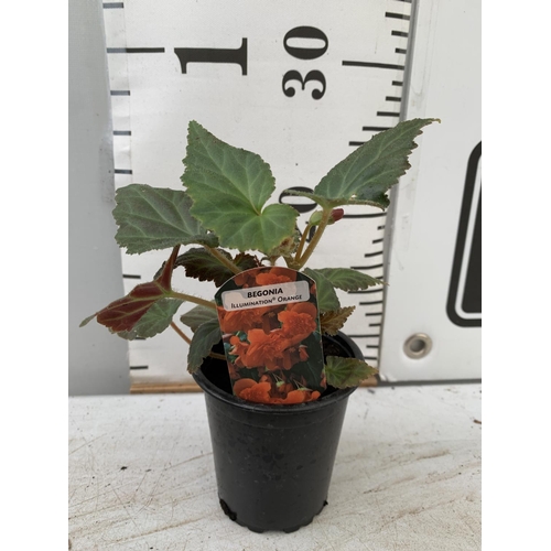 36 - FIFTEEN TRAILING BEGONIA ILLUMINATION ORANGE IN 9CM POTS ON A TRAY PLUS VAT TO BE SOLD FOR THE FIFTE... 