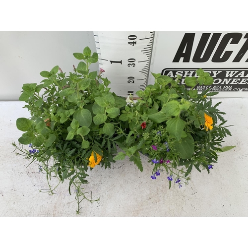 37 - TWO LARGE TUBS / HANGING BASKET (HANGER PROVIDED) PLANTED WITH VARIOUS  PLANTS INC MARIGOLDS PETUNIA... 