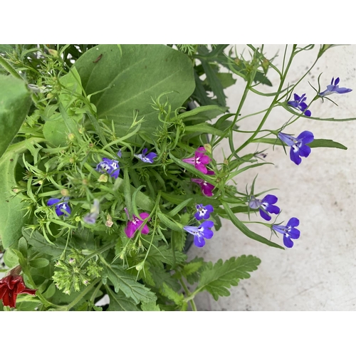 37 - TWO LARGE TUBS / HANGING BASKET (HANGER PROVIDED) PLANTED WITH VARIOUS  PLANTS INC MARIGOLDS PETUNIA... 