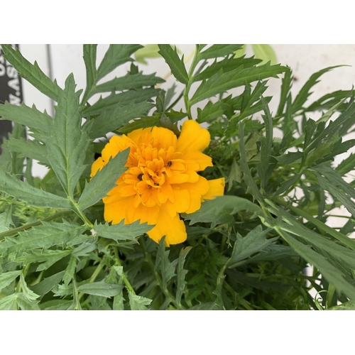 37 - TWO LARGE TUBS / HANGING BASKET (HANGER PROVIDED) PLANTED WITH VARIOUS  PLANTS INC MARIGOLDS PETUNIA... 