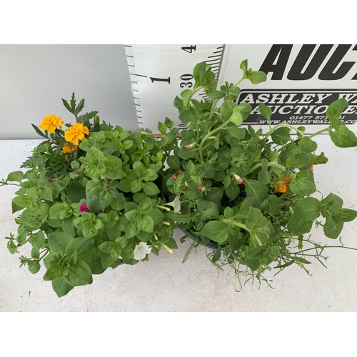 38 - TWO LARGE TUBS / HANGING BASKET (HANGER PROVIDED) PLANTED WITH VARIOUS  PLANTS INC MARIGOLDS PETUNIA... 