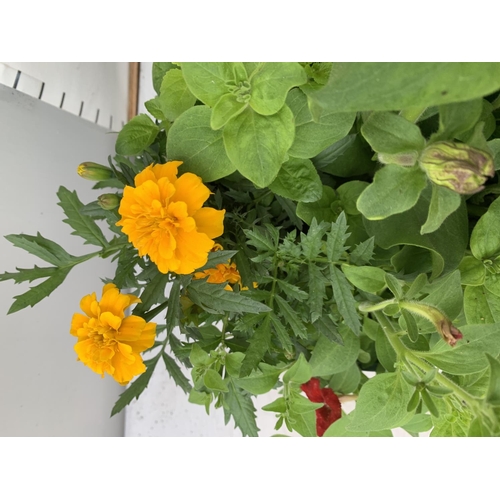 38 - TWO LARGE TUBS / HANGING BASKET (HANGER PROVIDED) PLANTED WITH VARIOUS  PLANTS INC MARIGOLDS PETUNIA... 