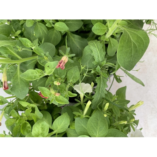 38 - TWO LARGE TUBS / HANGING BASKET (HANGER PROVIDED) PLANTED WITH VARIOUS  PLANTS INC MARIGOLDS PETUNIA... 