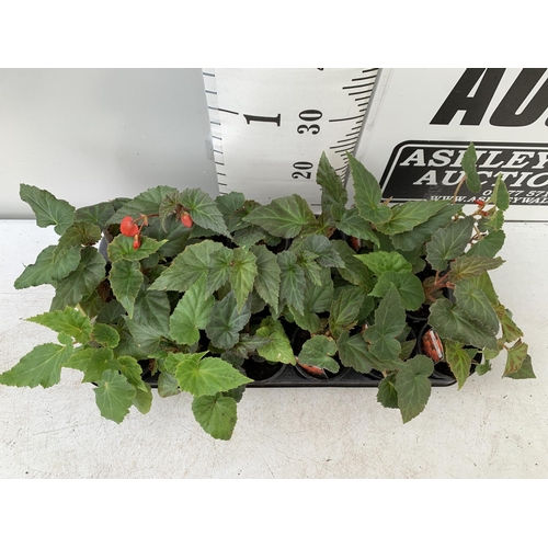 39 - FIFTEEN TRAILING BEGONIA ILLUMINATION ORANGE IN 9CM POTS ON A TRAY PLUS VAT TO BE SOLD FOR THE FIFTE... 