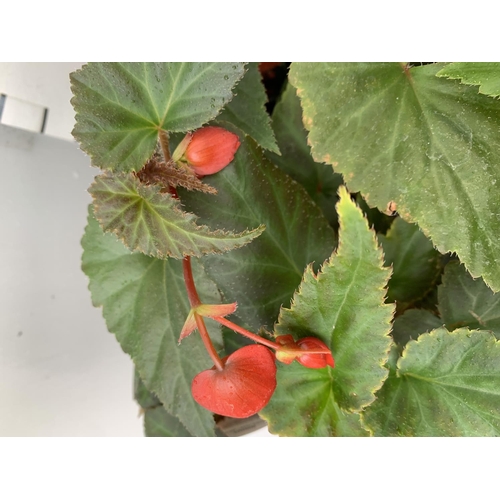 39 - FIFTEEN TRAILING BEGONIA ILLUMINATION ORANGE IN 9CM POTS ON A TRAY PLUS VAT TO BE SOLD FOR THE FIFTE... 