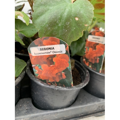 39 - FIFTEEN TRAILING BEGONIA ILLUMINATION ORANGE IN 9CM POTS ON A TRAY PLUS VAT TO BE SOLD FOR THE FIFTE... 