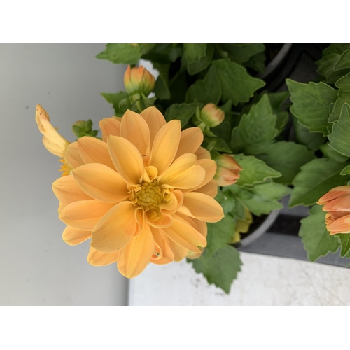 40 - EIGHT DAHLIA 'LINDA' IN 1LTR POTS ON A TRAY APPROX 30CM IN HEIGHT PLUS VAT TO BE SOLD FOR THE EIGHT