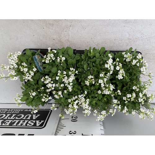 41 - EIGHT ARABIS LOTTI WHITE IN 1 LTR POTS ON A TRAY PLUS VAT TO BE SOLD FOR THE EIGHT