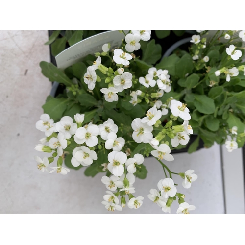 41 - EIGHT ARABIS LOTTI WHITE IN 1 LTR POTS ON A TRAY PLUS VAT TO BE SOLD FOR THE EIGHT