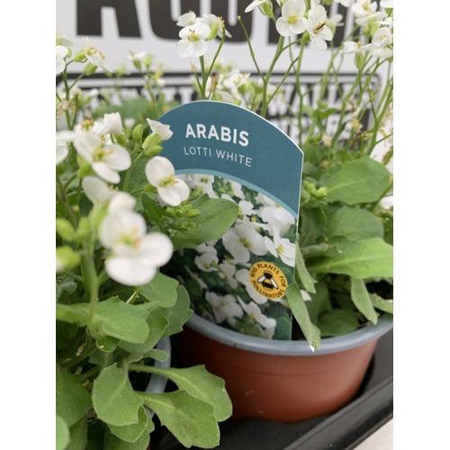 41 - EIGHT ARABIS LOTTI WHITE IN 1 LTR POTS ON A TRAY PLUS VAT TO BE SOLD FOR THE EIGHT