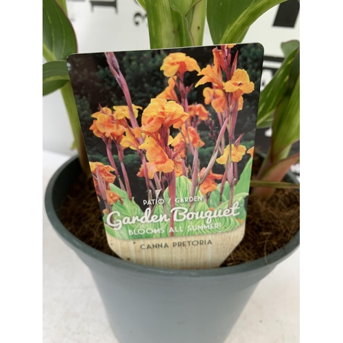 42 - TWO EXCLUSIVE VARIETY CANNA PRETORIA APPROX 60CM IN HEIGHT IN 2 LTR POTS PLUS VAT TO BE SOLD FOR THE... 