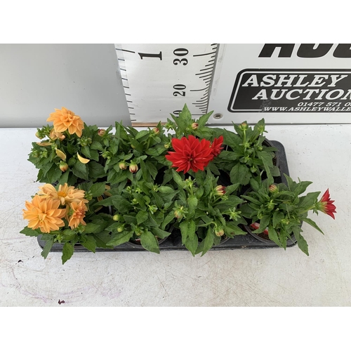 44 - EIGHT DAHLIA 'LINDA' AND 'TESSY'  IN 1LTR POTS ON A TRAY APPROX 30CM IN HEIGHT PLUS VAT TO BE SOLD F... 