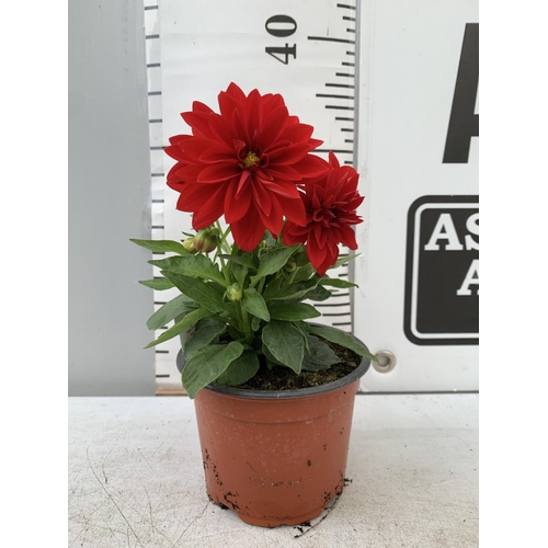 44 - EIGHT DAHLIA 'LINDA' AND 'TESSY'  IN 1LTR POTS ON A TRAY APPROX 30CM IN HEIGHT PLUS VAT TO BE SOLD F... 