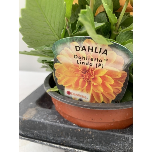 44 - EIGHT DAHLIA 'LINDA' AND 'TESSY'  IN 1LTR POTS ON A TRAY APPROX 30CM IN HEIGHT PLUS VAT TO BE SOLD F... 