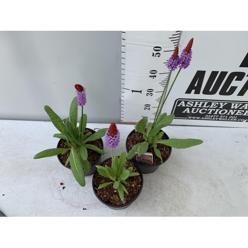 46 - THREE LARGE PRIMULA VIALII IN 3 LTR POTS APPROX 60CM IN HEIGHT PLUS VAT TO BE SOLD FOR THE THREE