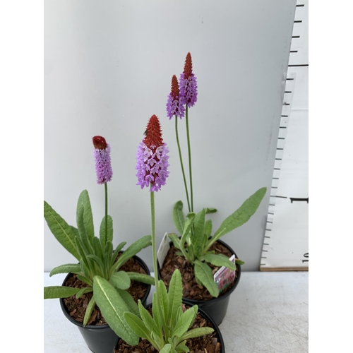 46 - THREE LARGE PRIMULA VIALII IN 3 LTR POTS APPROX 60CM IN HEIGHT PLUS VAT TO BE SOLD FOR THE THREE