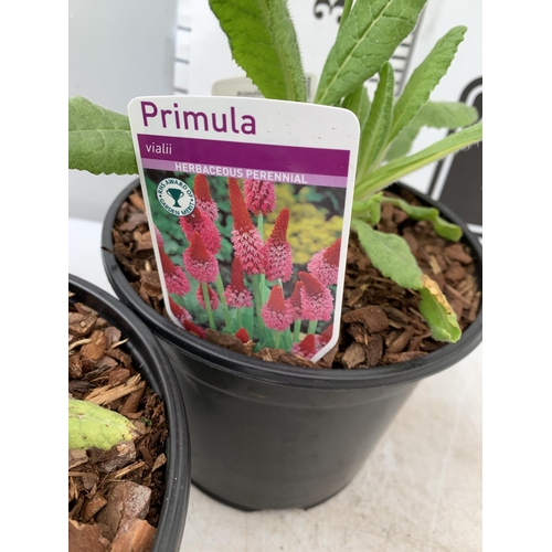 46 - THREE LARGE PRIMULA VIALII IN 3 LTR POTS APPROX 60CM IN HEIGHT PLUS VAT TO BE SOLD FOR THE THREE