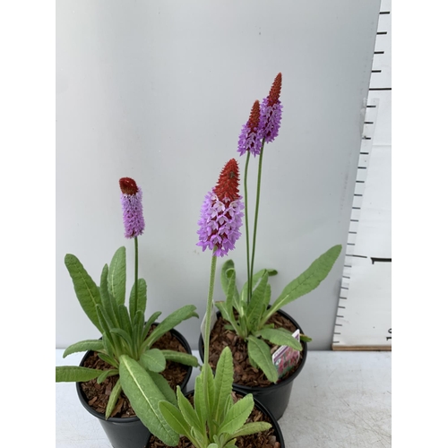 46 - THREE LARGE PRIMULA VIALII IN 3 LTR POTS APPROX 60CM IN HEIGHT PLUS VAT TO BE SOLD FOR THE THREE