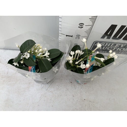 47 - TWO STEPHANOTIS FLORIUNDA BOW GROWN ON A HOOP IN  A 1 LTR POT APPROX 50CM IN HEIGHT PLUS VAT TO BE S... 