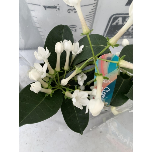 47 - TWO STEPHANOTIS FLORIUNDA BOW GROWN ON A HOOP IN  A 1 LTR POT APPROX 50CM IN HEIGHT PLUS VAT TO BE S... 